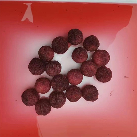 Canned Arbutus In Syrup